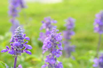 Fototapeta premium Lilac Sage