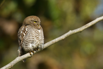 Jungle owlet in Bardia, Nepal