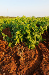 Vigna in Puglia