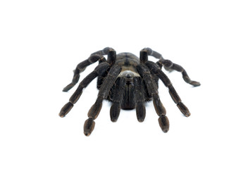 black curly-hair tarantula Brachypelma albopilosum isolated