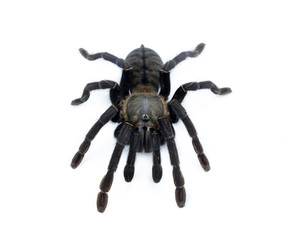 black curly-hair tarantula Brachypelma albopilosum isolated