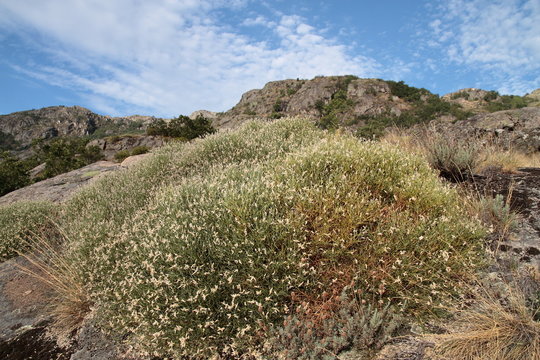 Echinospartum ibericum, barnadesii dorsisericeum. Cambronera.