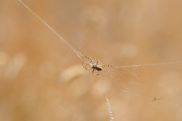 Tarantola nella ragnatela
