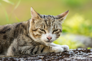 Cute Domestic Cat Portrait