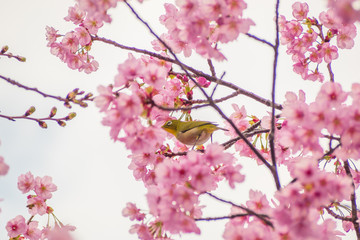 Fototapeta na wymiar white-eye Bird on Cherry Blossom and sakura