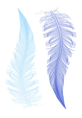 feather drawing, vector