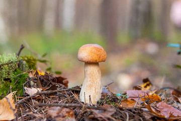 cep Mushrooms in the moss. autumn forest