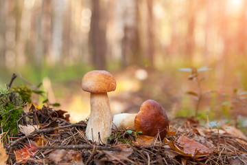 Two cep Mushrooms in the moss. autumn forest