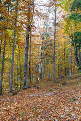 Fototapeta premium silver beech tree against the dry leaves