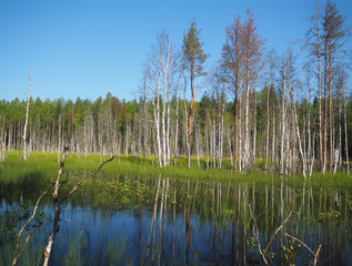 forest lake. karelia