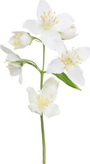 illustration with white isolated jasmin branch