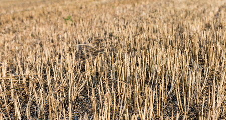 Stubble field from close