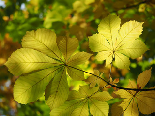 chestnut leaves in the forest