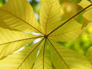 Naklejka na ściany i meble chestnut leaves in the forest