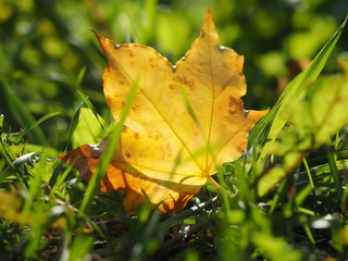 yellow leaf in the grass
