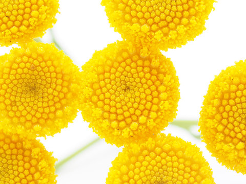 tansy flowers on a white background