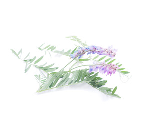 flowers mouse peas on a white background