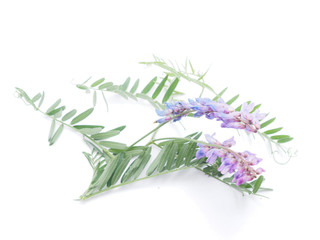 flowers mouse peas on a white background