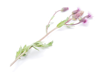 Fototapeta premium burdock flowers on a white background