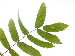 leaves of a mountain ash on a white background