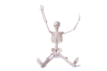 Skeleton isolated on the white background