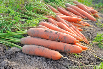 Carrots