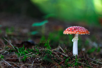 wild forrest Toadstool