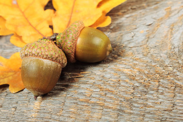 Acorns