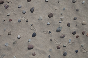 Fototapeta na wymiar Pebbles, sand and bird footprints
