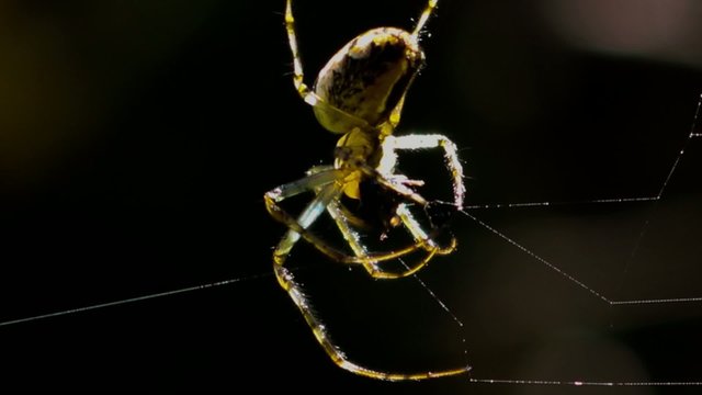 Spinne verspeist Beute im Netz