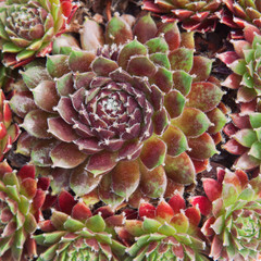 Hairy leaved Sempervivum Fuego plant