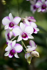 Fototapeta na wymiar Colourful orchid flowers on bright summer day