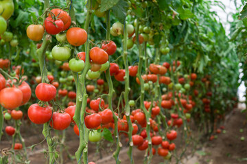 Tomatoes ripening in a greenhouse, Ukraine