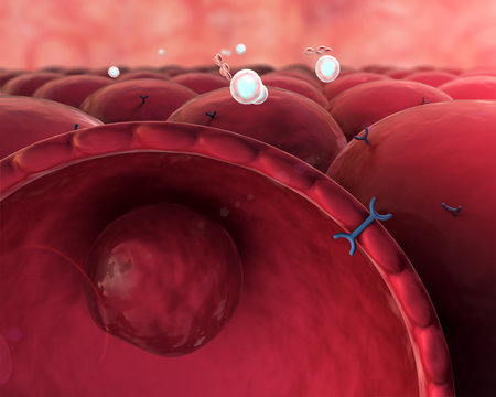 Insulin, Molecule, Cell