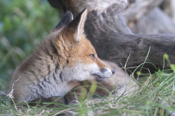 Fox cub looks afar before falling asleep