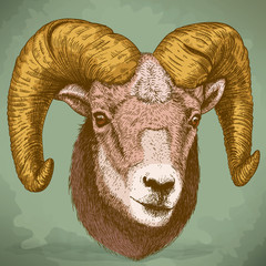 vector illustration of engraving ram head