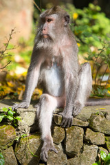 Watchful Monkey