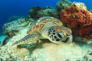Green Turtle rubs shell against coral