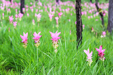 Siamese tulip fields at Pa Hin Ngam national park in Thailand