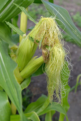 Blossoming of unripe ears of corn. Corn rylets and columns