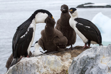 Fototapeta premium blue-eyed Antarctic cormorant family at feeding time