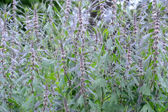 Thickets of a motherwort  shaggy five-bladed (Leonurus quinquelo