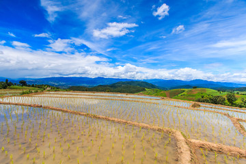 Paddy or rice field at Pa Pong Peang in Chiangmai, Thailand