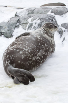 Weddell seal lying in the snow near the rocks in Antarctica