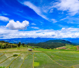 Fototapeta premium Paddy or rice field at Pa Pong Peang in Chiangmai, Thailand