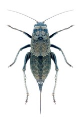 Grasshopper Onconotus servillei