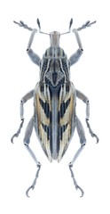 Beetle Coniocleonus nigrosuturalis on a white background