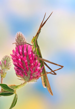 Grasshopper Acrida ungarica