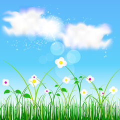 Natural background, green grass and blue sky