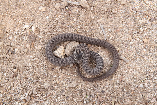 Culebra lisa europea, Coronela europea. Coronella austriaca.